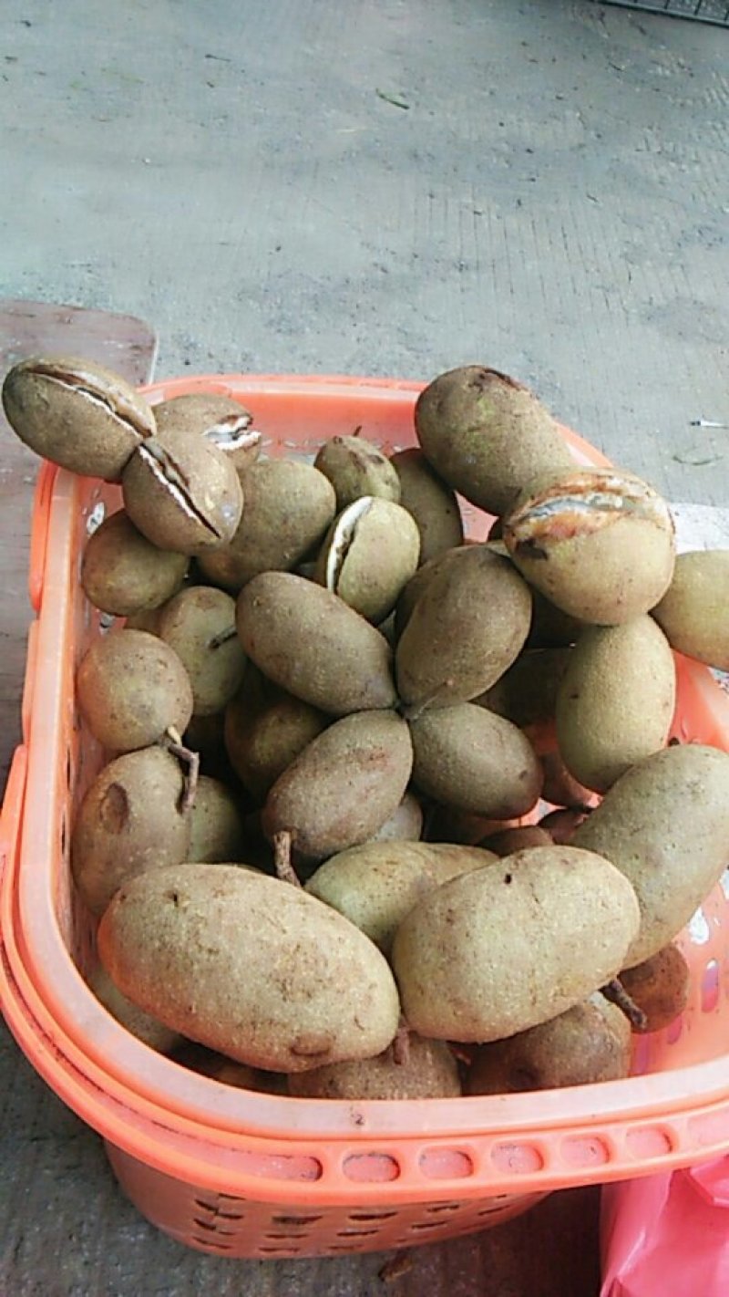 三叶木通，俗称牛胡子，