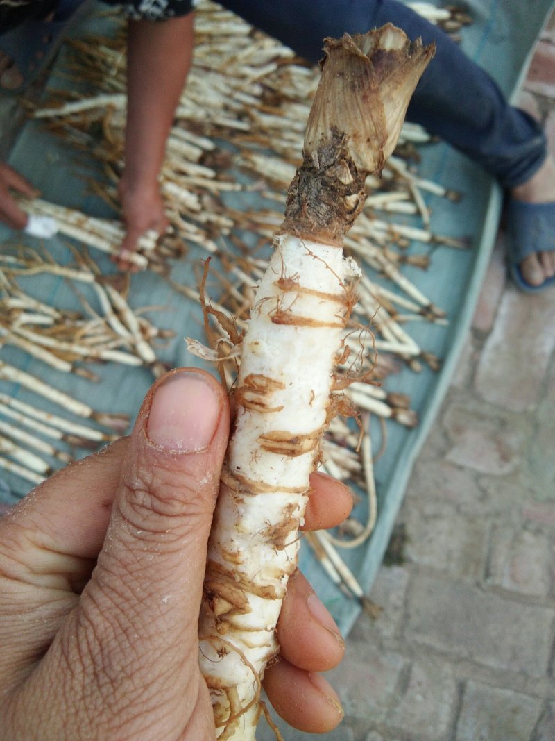 北沙参