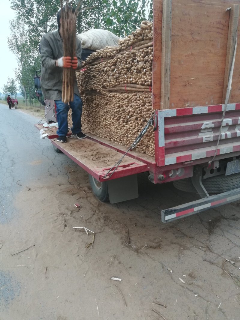 铁棍山药，40起通货，纯沙土地颜色漂亮