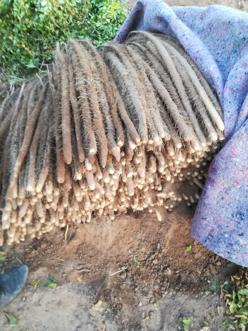 铁棍山药，40起通货，纯沙土地颜色漂亮
