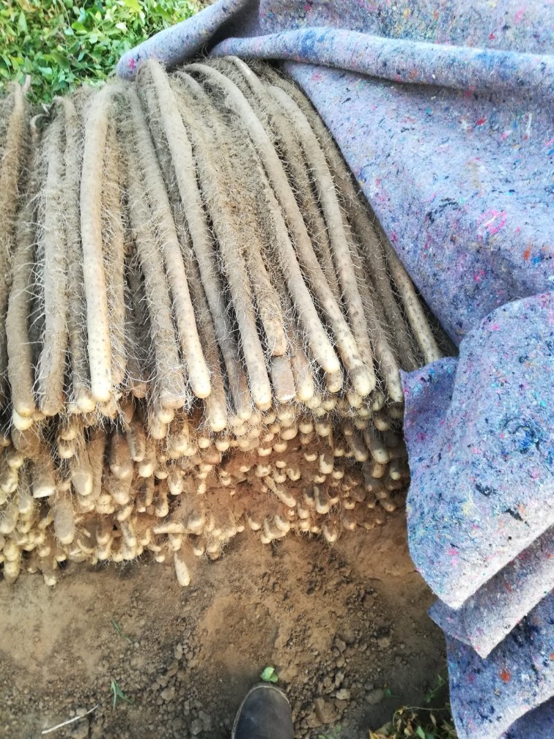 铁棍山药，40起通货，纯沙土地颜色漂亮
