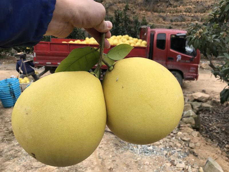 红心柚1.5斤以上原产地皮薄多汁