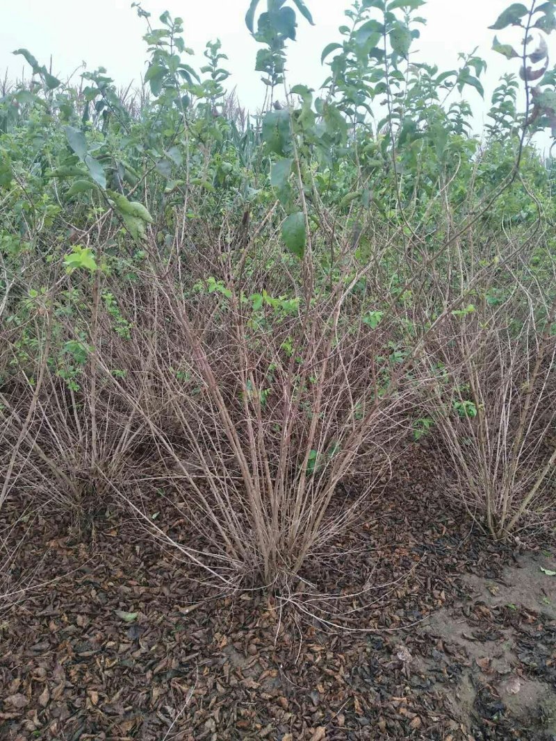 金银木，猥实，水荀子，苗圃低价出售