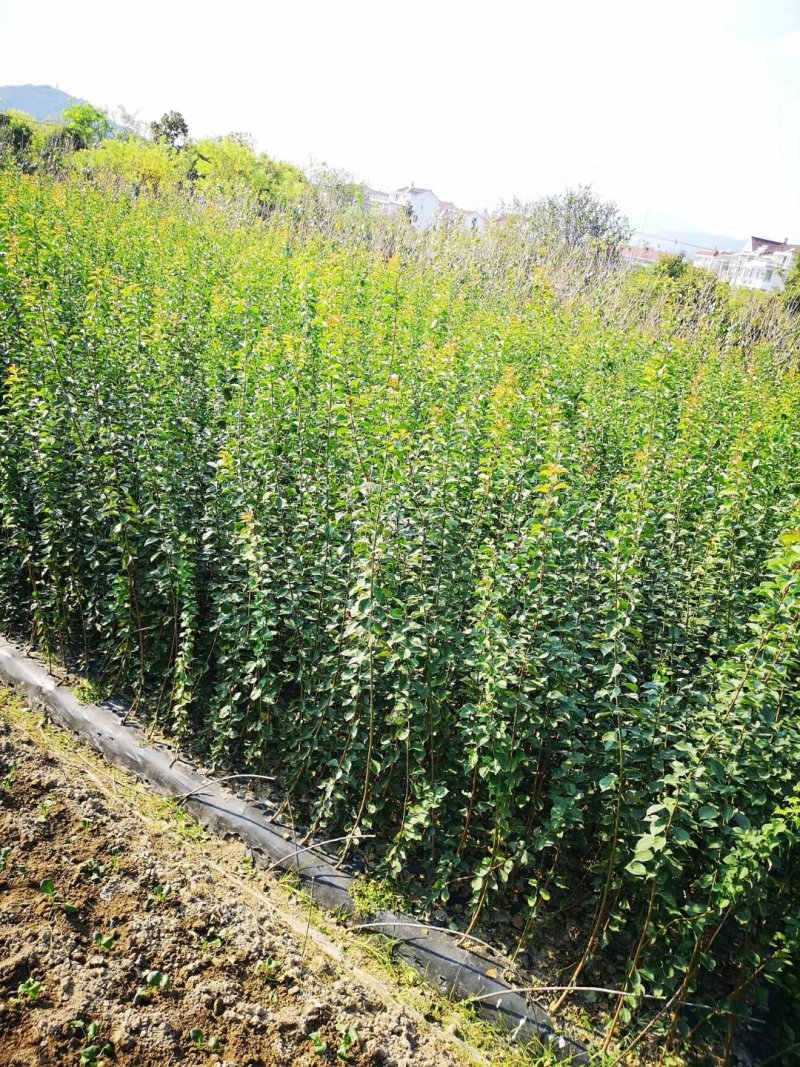 供应优质红梅苗，