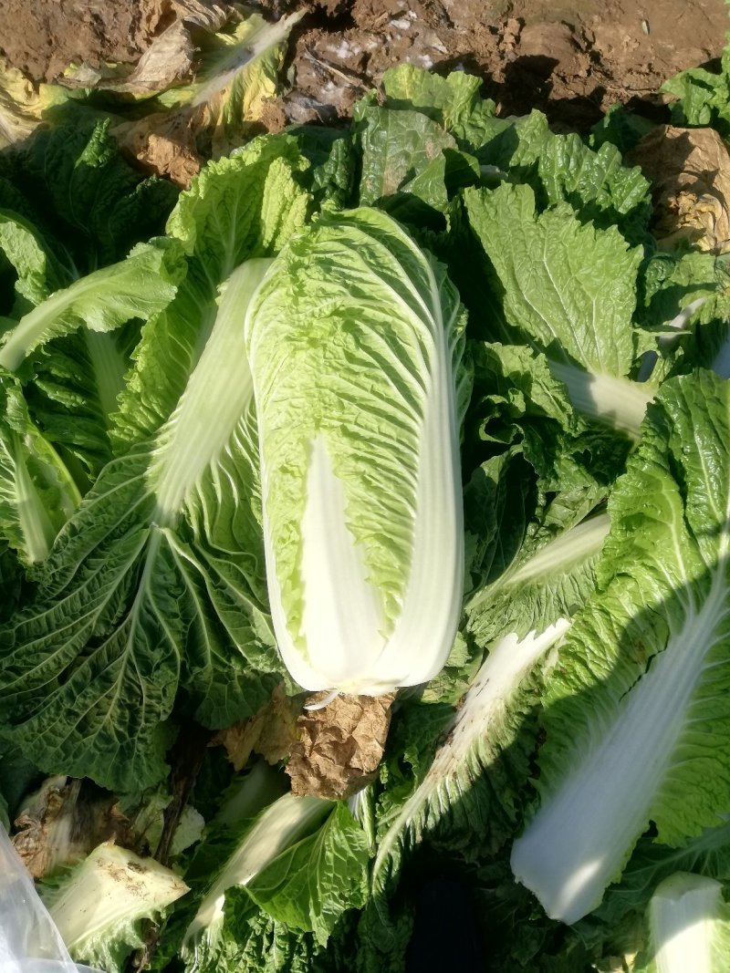 山东北京新三号白菜，大白菜净菜4-6斤适合超市，市场