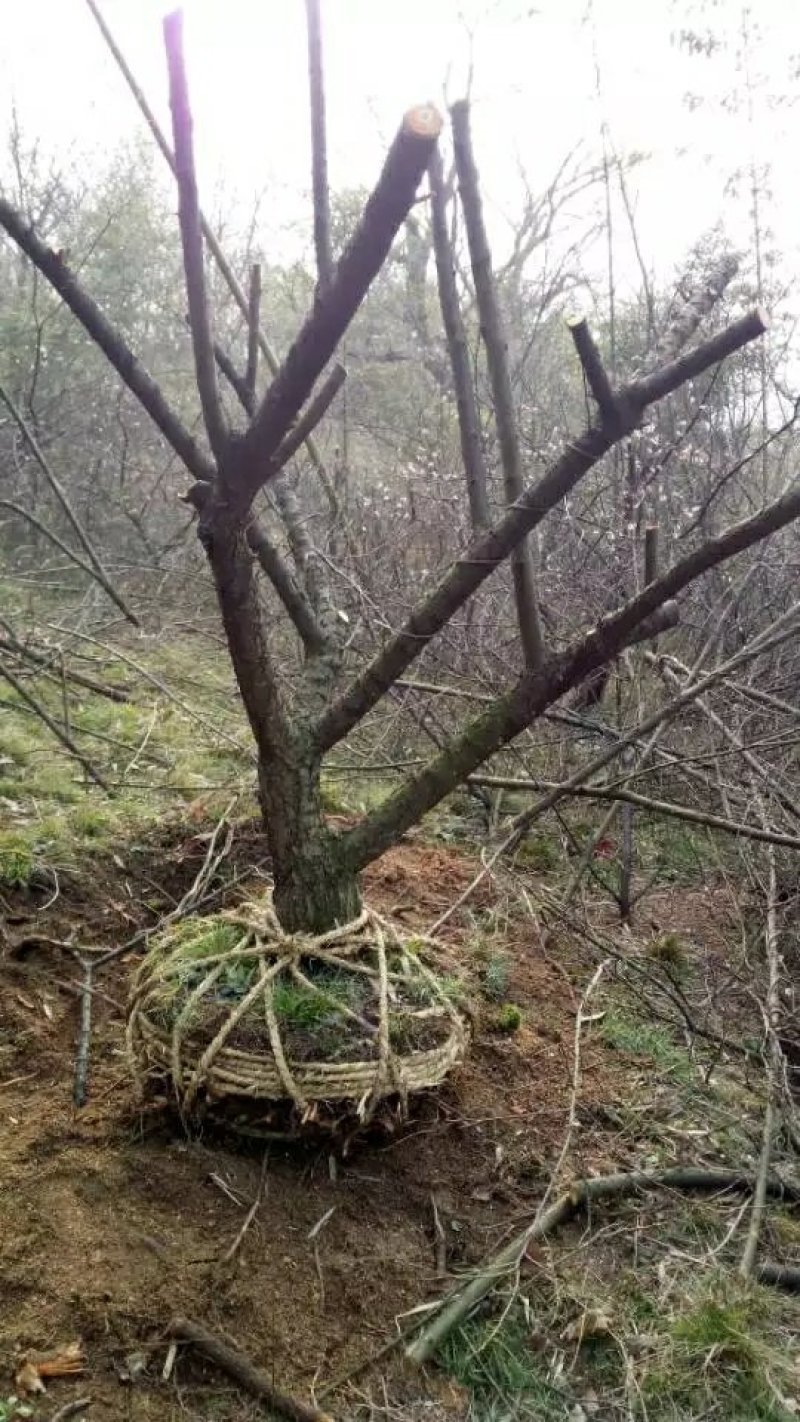 大青梅嫁接原桩