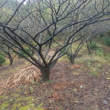 大青梅嫁接原桩