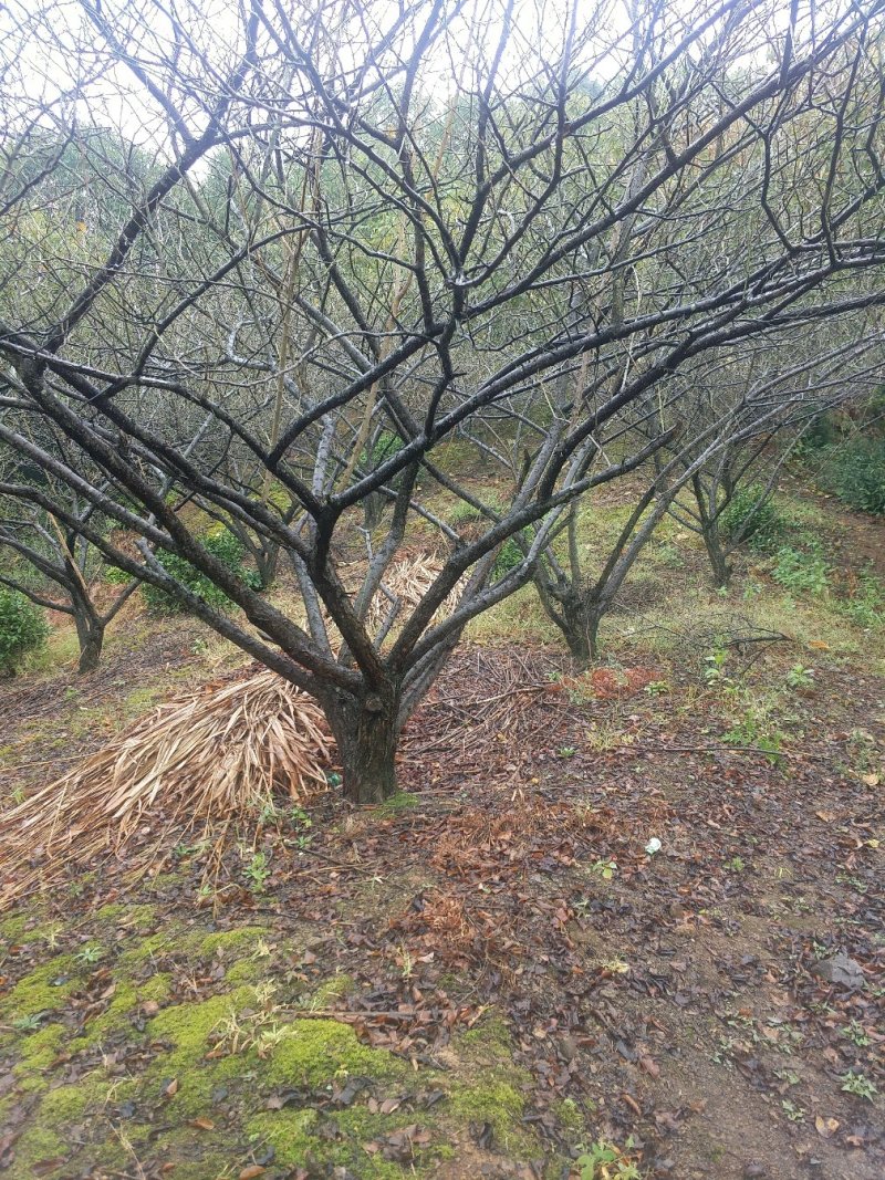 大青梅嫁接原桩
