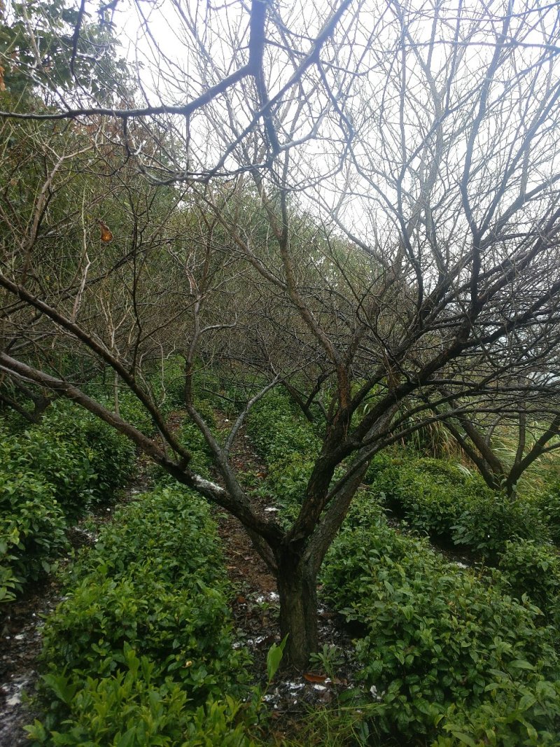 大青梅嫁接原桩