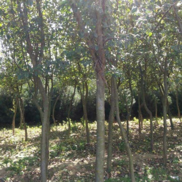 木瓜树