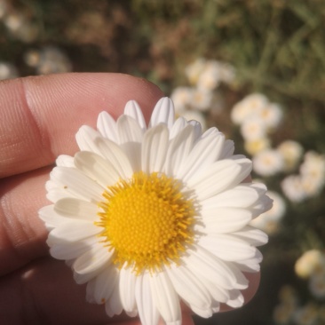∴苏北菊金丝菊