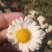 ∴苏北菊金丝菊