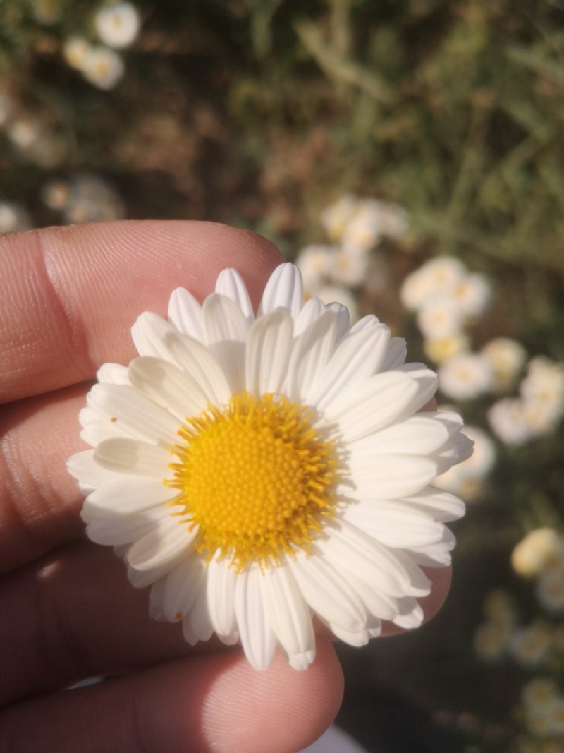 ∴苏北菊金丝菊