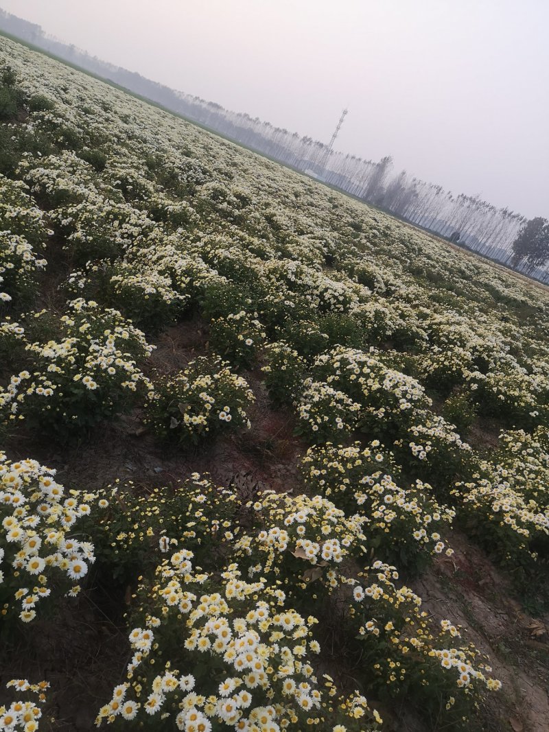 ∴苏北菊金丝菊