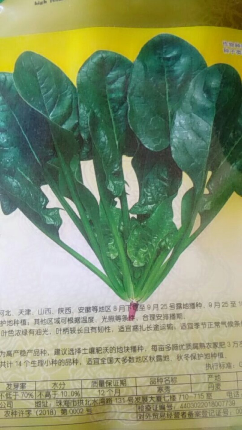 进口菠菜种子