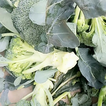 耐寒优秀西兰花