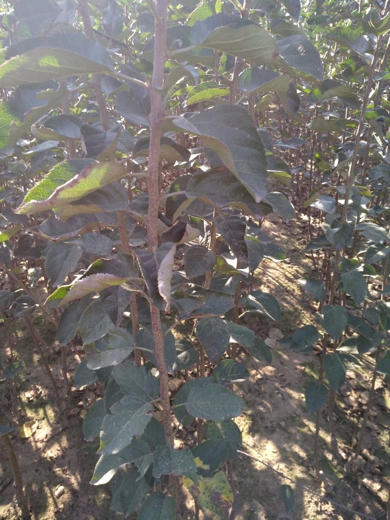 博郡农业基地出售苹果苗一公分以上苹果树品种齐全