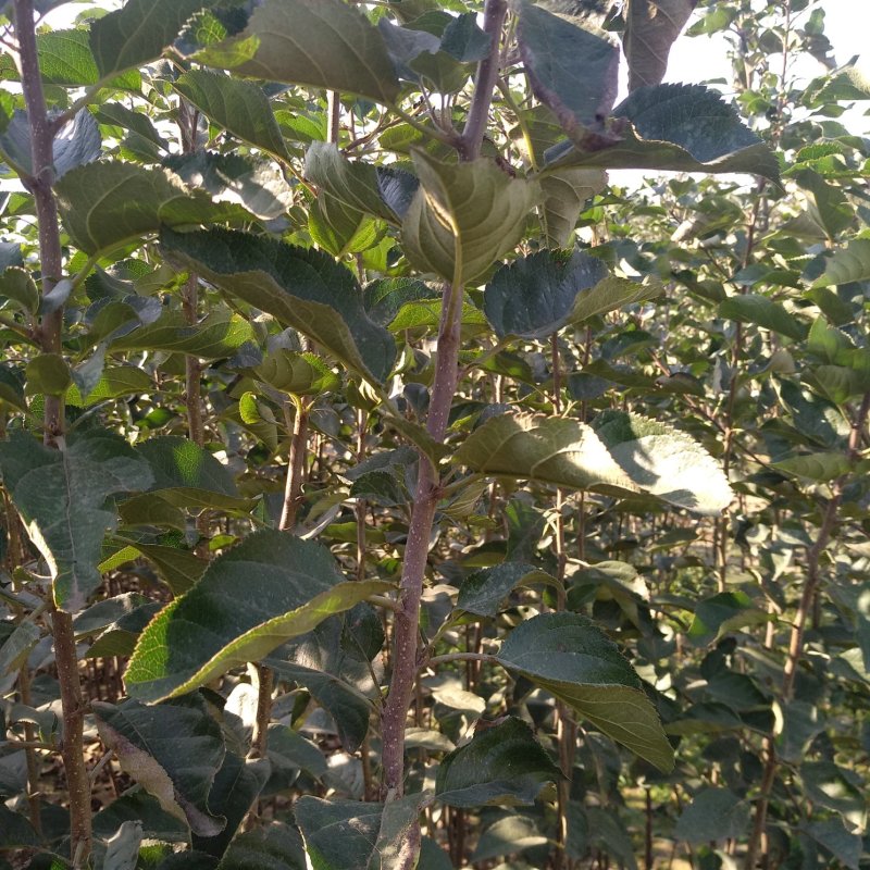 博郡农业基地出售苹果苗一公分以上苹果树品种齐全