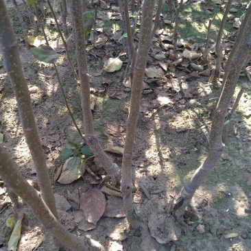 博郡农业基地出售苹果苗一公分以上苹果树品种齐全