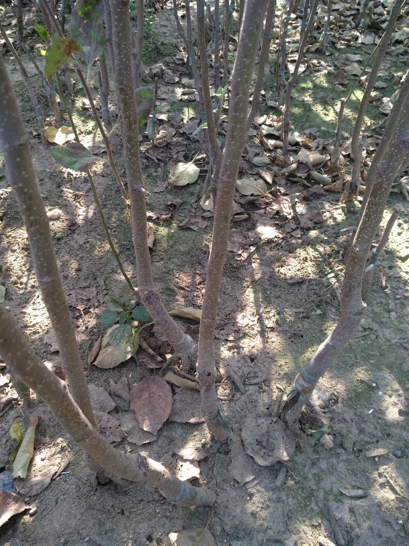 博郡农业基地出售苹果苗一公分以上苹果树品种齐全