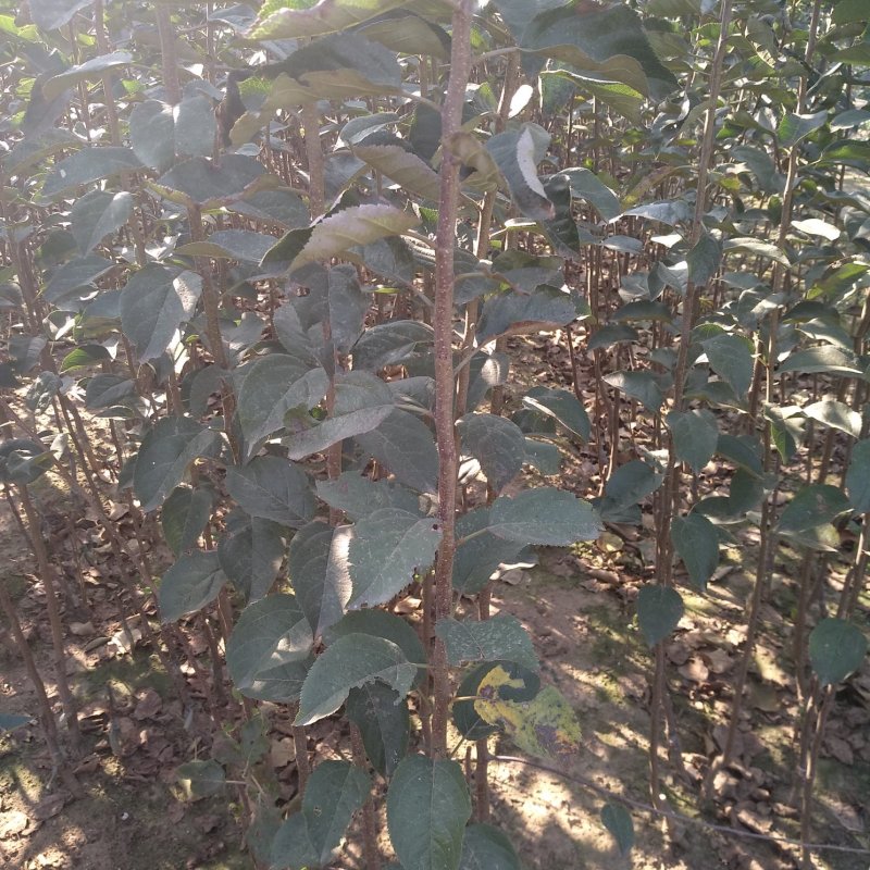 博郡农业基地出售苹果苗一公分以上苹果树品种齐全