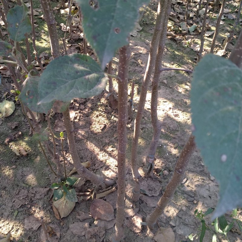 博郡农业基地出售苹果苗一公分以上苹果树品种齐全
