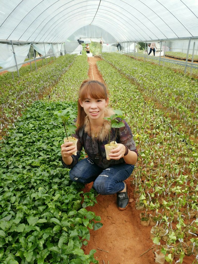 满天星百香果苗可视频看货支持线上交易产地直销