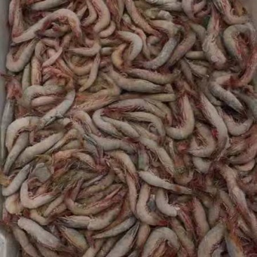 阿根廷红虾统货
