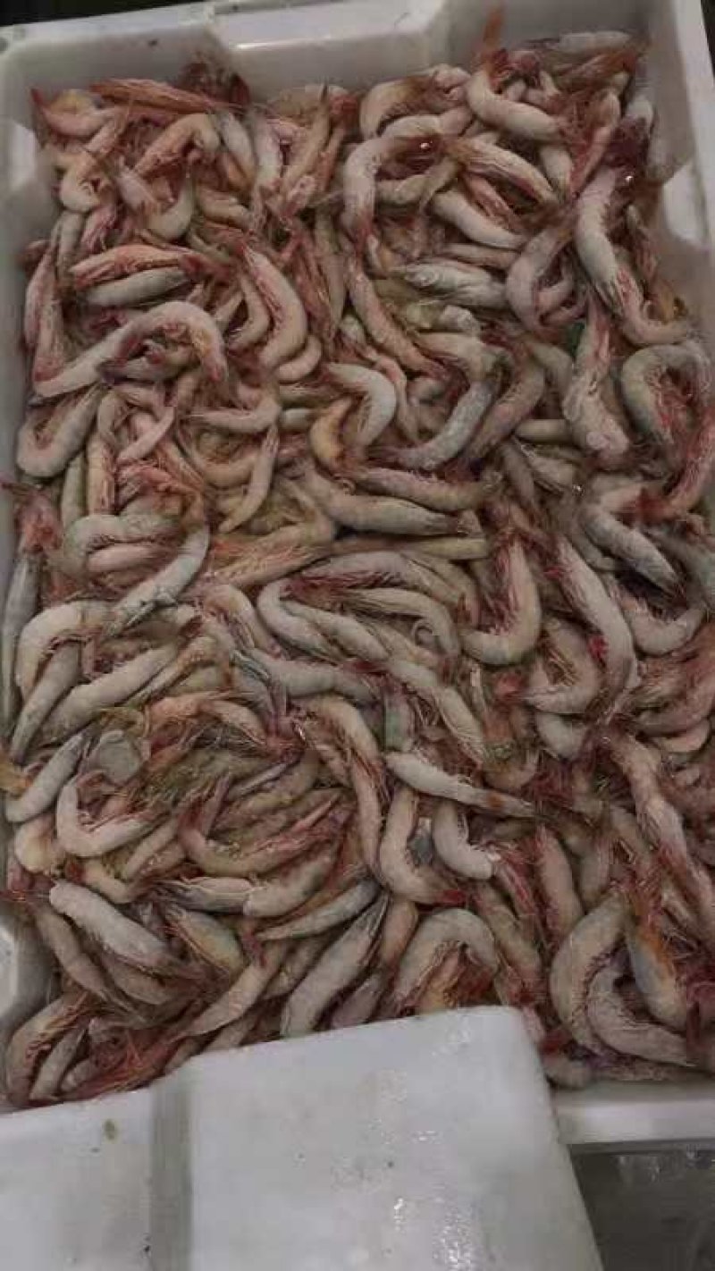 阿根廷红虾统货