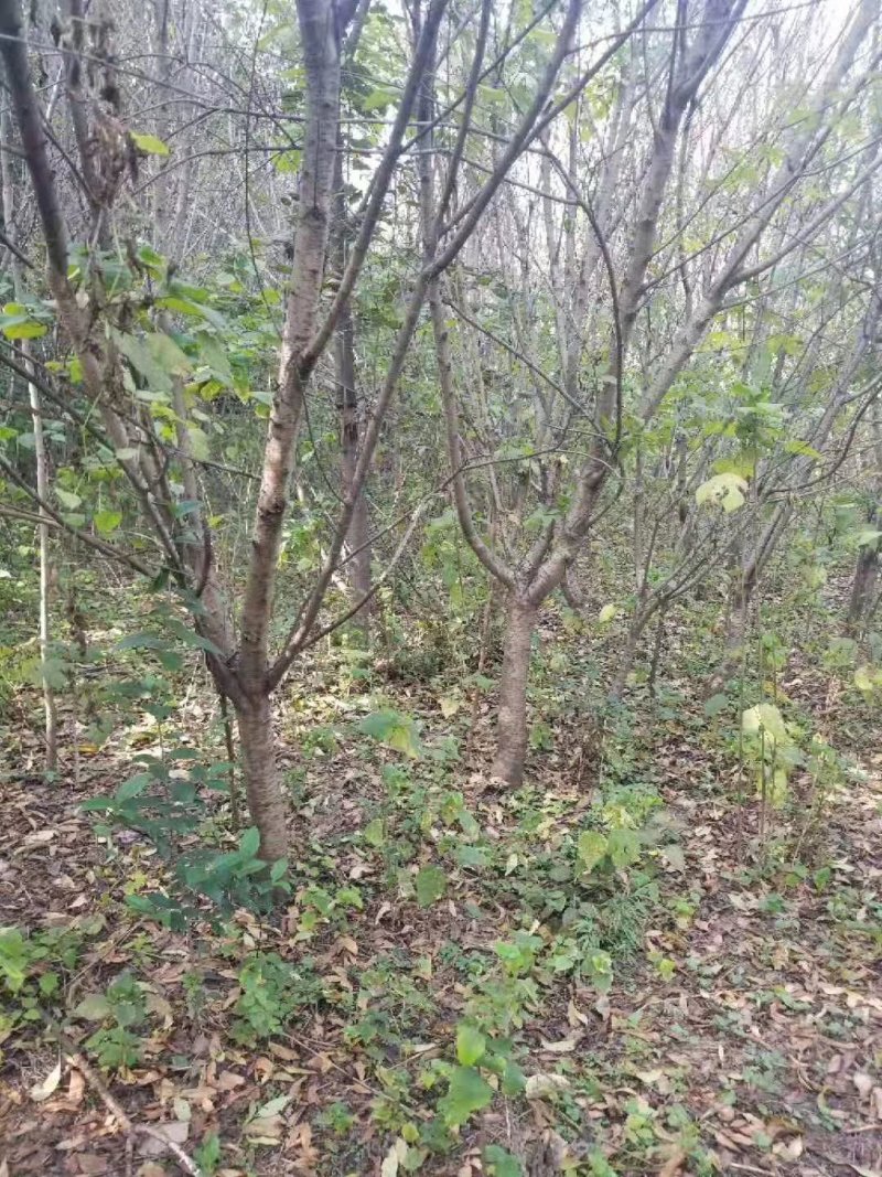 占地桃树