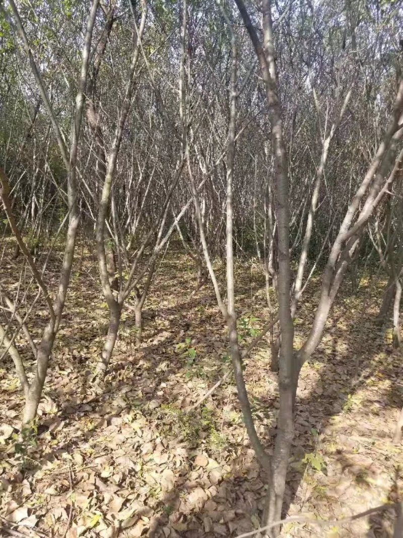 占地桃树