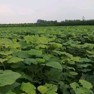 梓树小苗