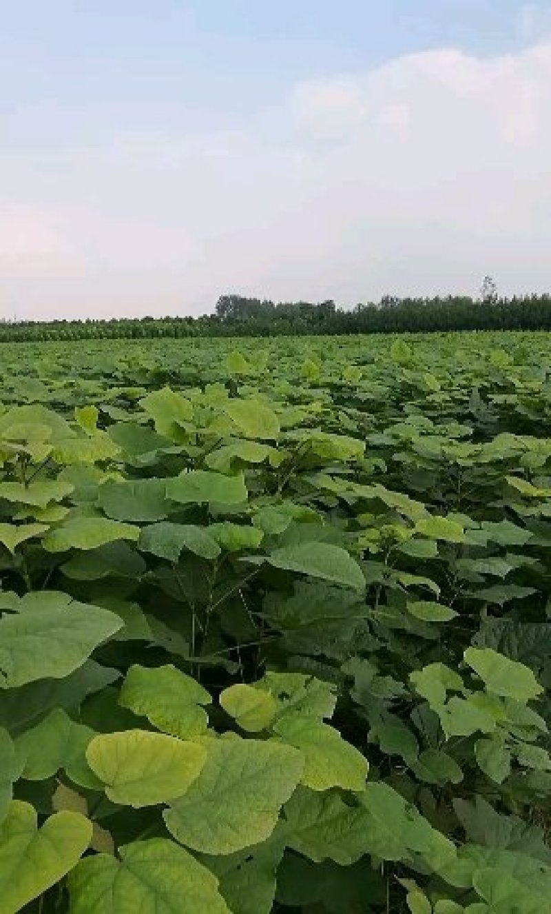 梓树小苗