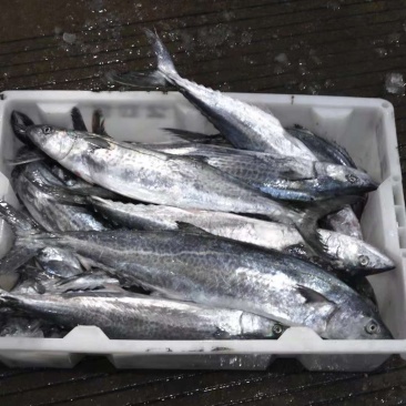 马鲛鱼400-500
