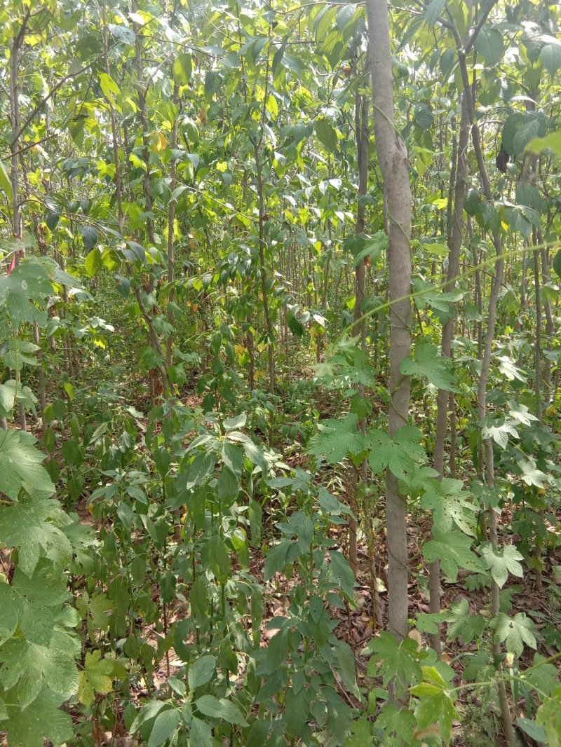 杜仲
