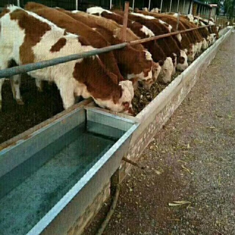 所有肉牛市场最低价出售