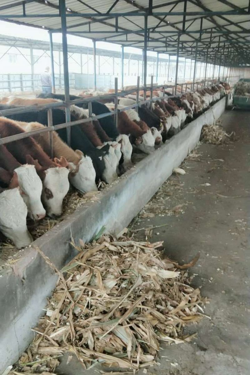所有肉牛市场最低价出售