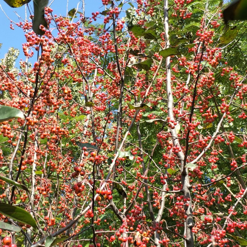 山丁籽---甜茶种子、八棱海棠种子、苹果种子