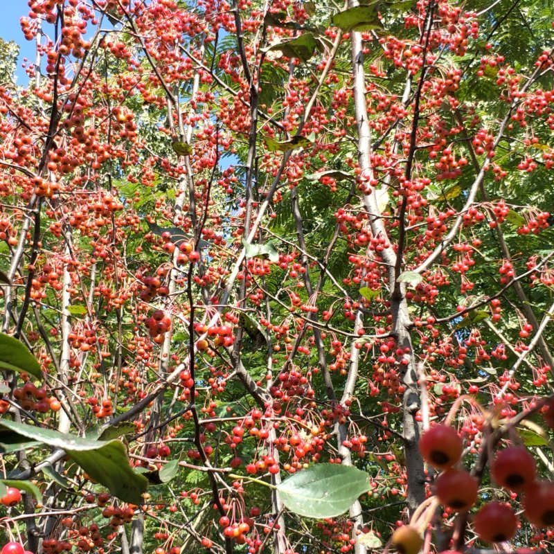 山丁籽---甜茶种子、八棱海棠种子、苹果种子