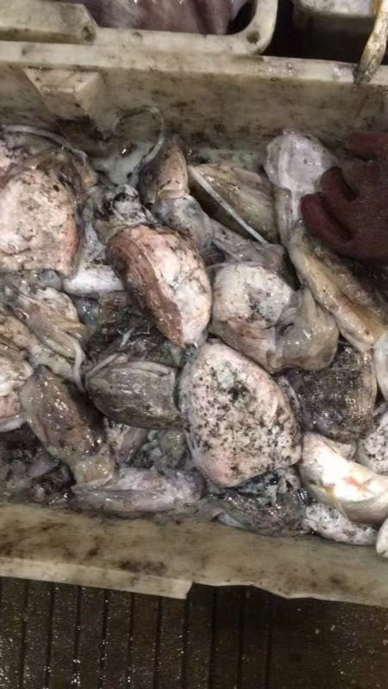 鱿鱼一般规格