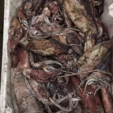 鱿鱼一般规格