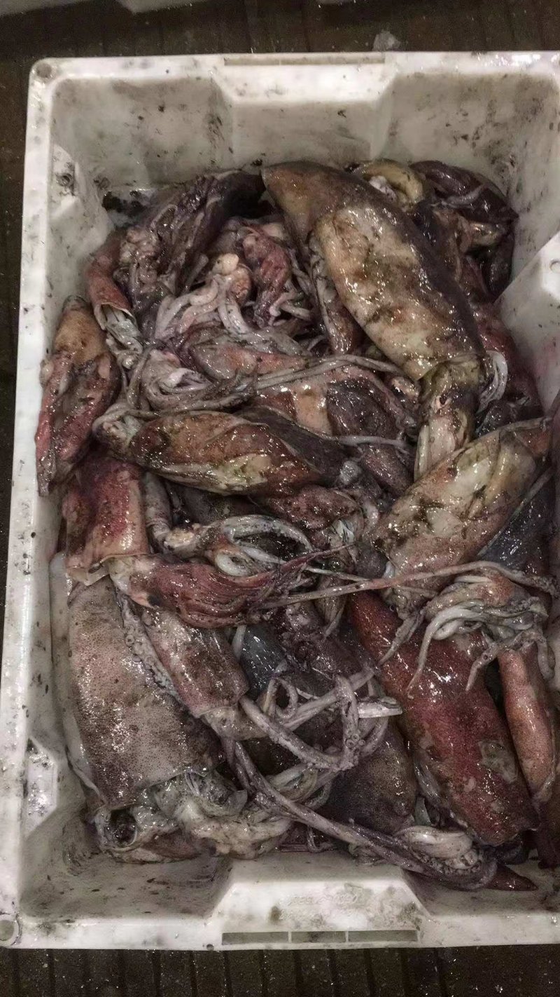鱿鱼一般规格