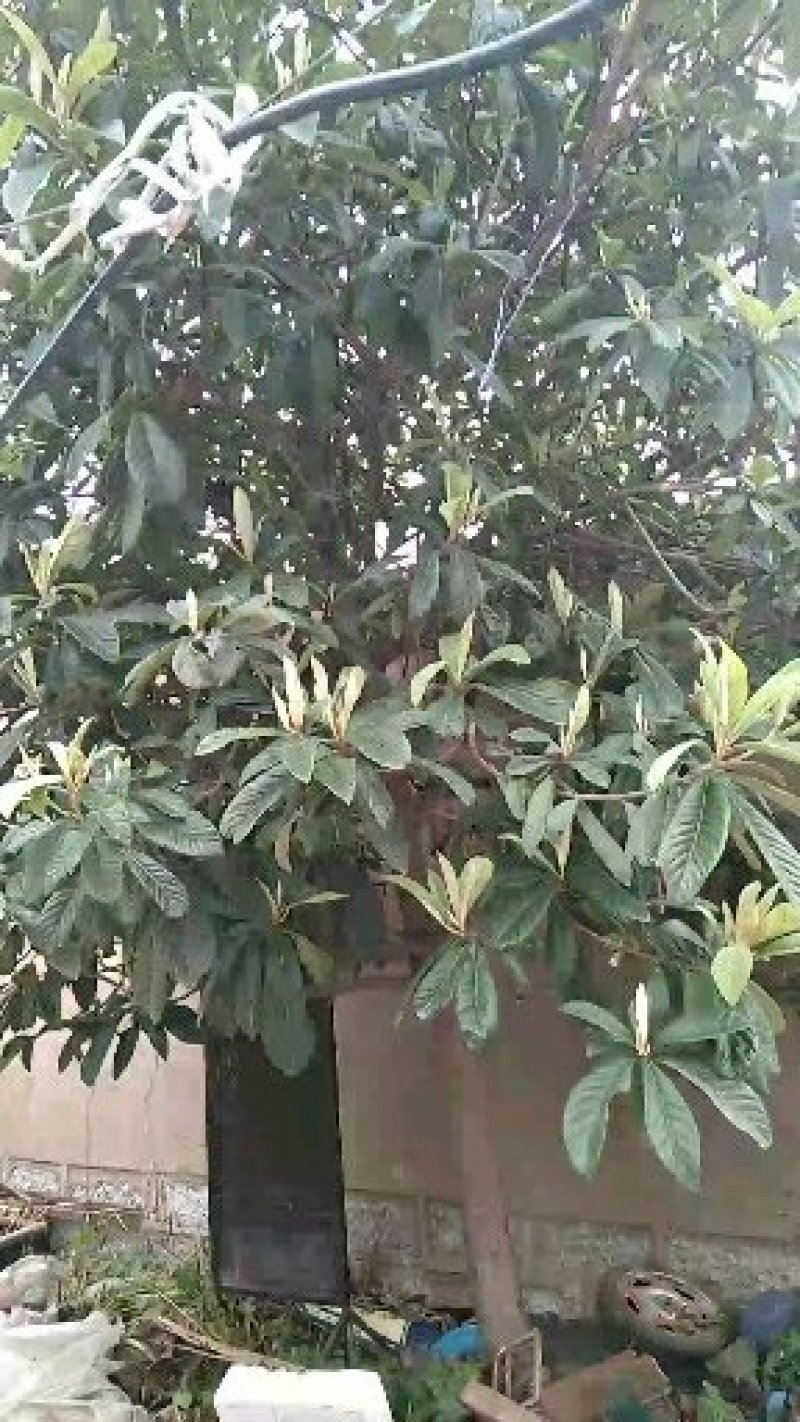 枇杷树