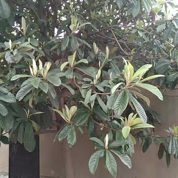 枇杷树