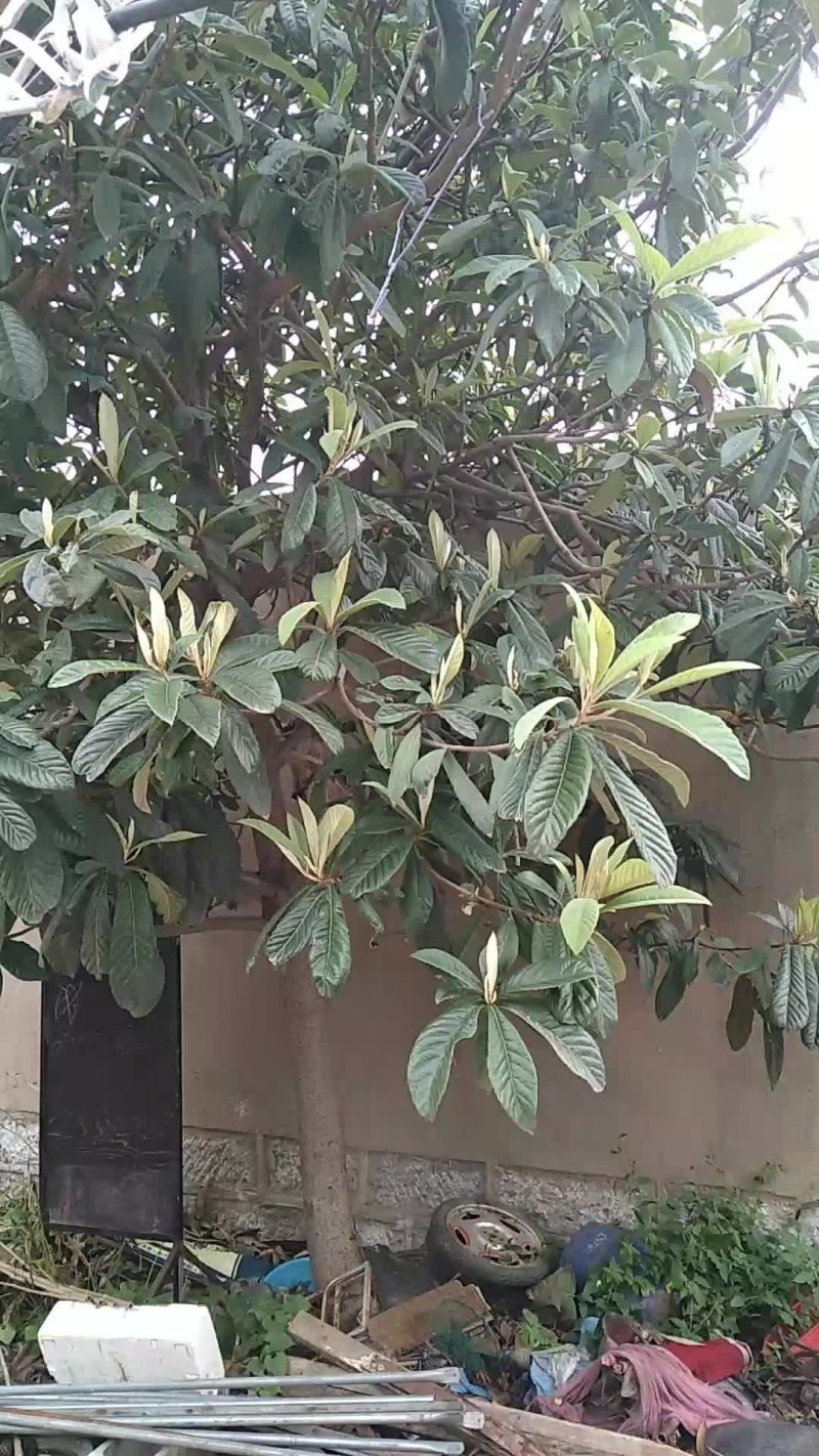 枇杷树