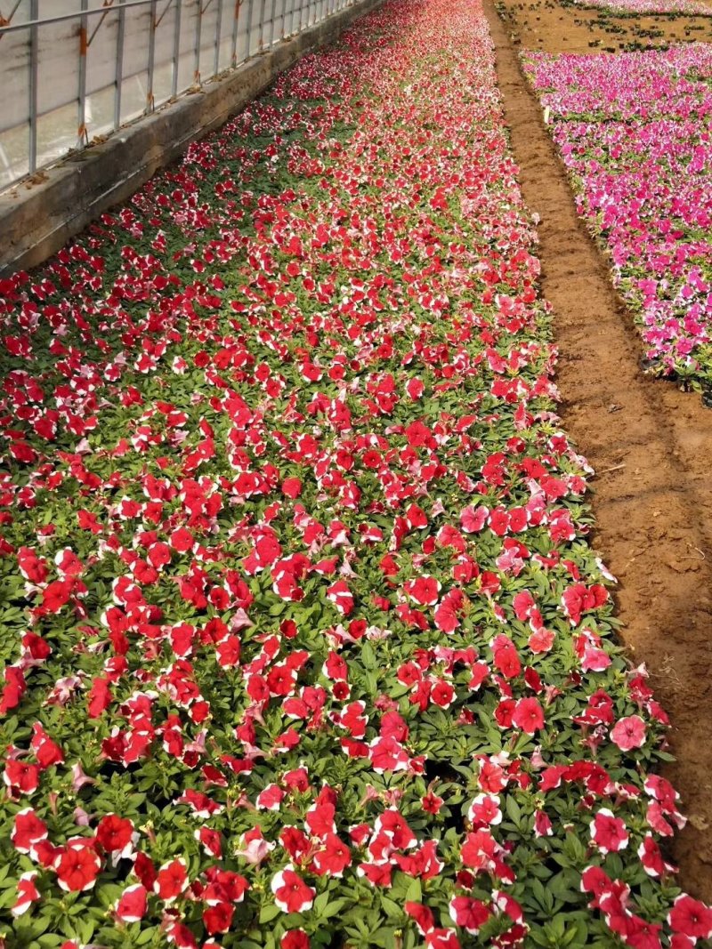 梦幻牵牛花山东青州草花苗木基地一手货源基地直发