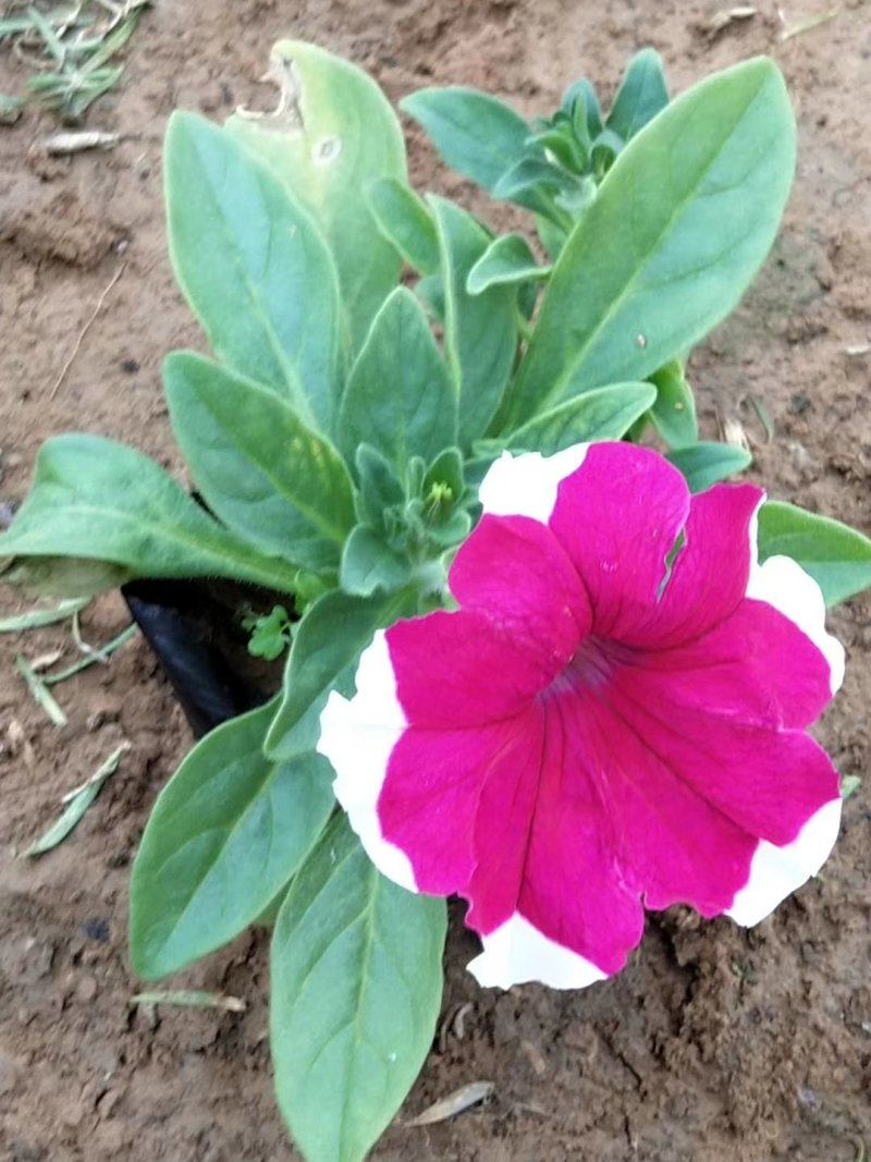 梦幻牵牛花山东青州草花苗木基地一手货源基地直发