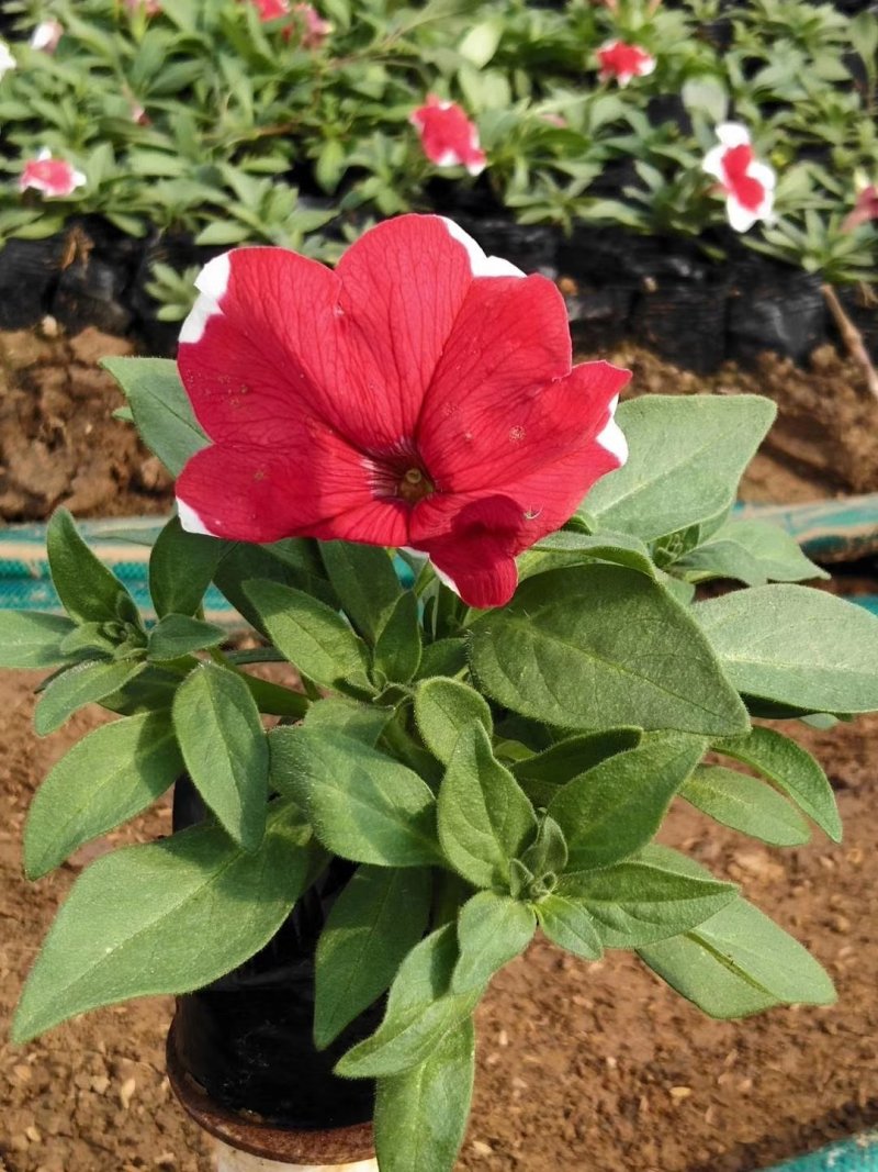 梦幻牵牛花山东青州草花苗木基地一手货源基地直发