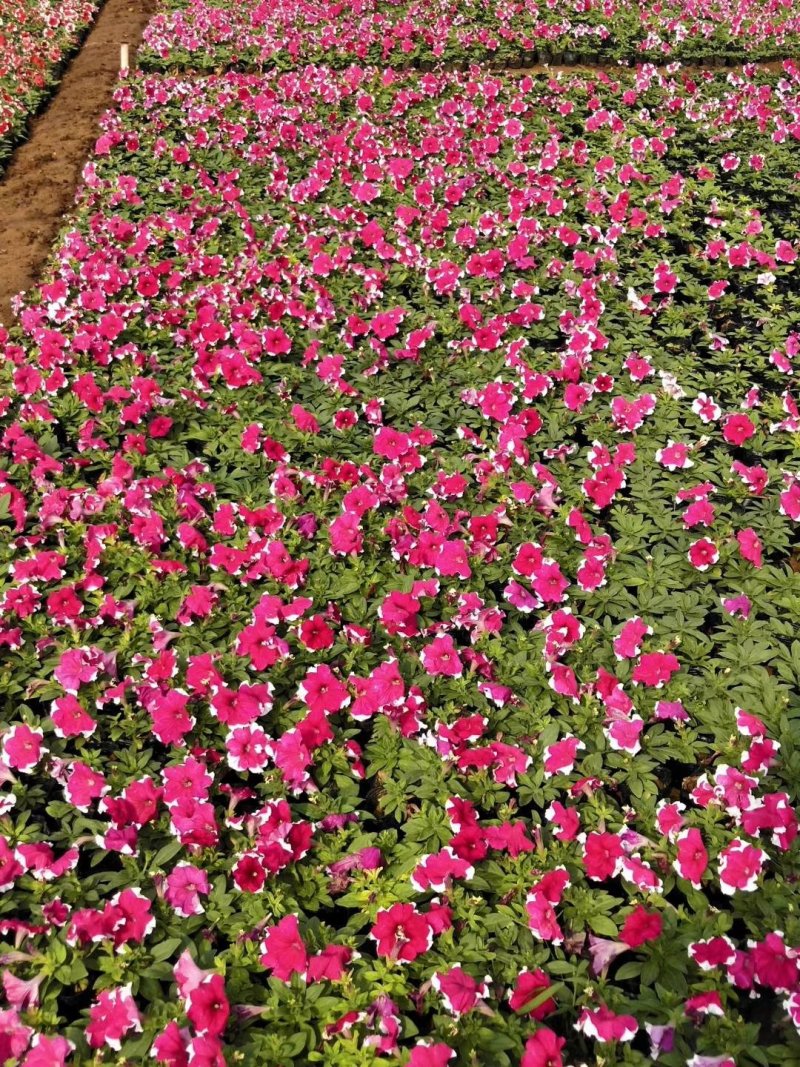 梦幻牵牛花山东青州草花苗木基地一手货源基地直发