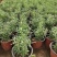 盆栽迷迭香山东青州草花苗木基地一手货源基地直发
